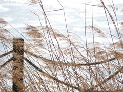 -野鸭湖国家湿地公园