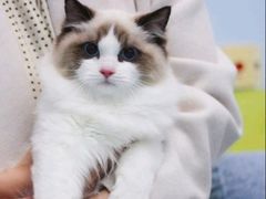 -Bastet sally猫舍购宠(静安店)