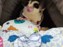 -雨林宠物医院 非犬猫异宠专科