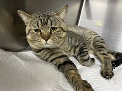 -纳吉亚猫专科动物医院博雅分院