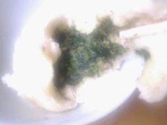 android_upload_pic-王家沙点心店(南京西路总店)