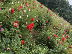 -武陵山森林公园