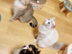 -Meowの猫咖(万家丽店)