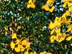 -云南师范大学(一二一西南联大校区)