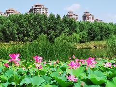 -马家湾湿地公园