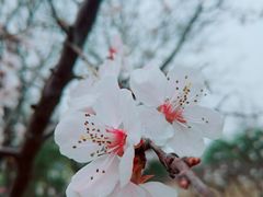 -古塔公园