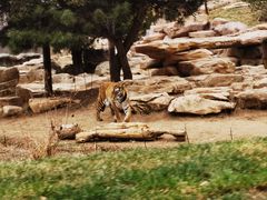 -北京野生动物园