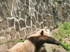 -都江堰中华大熊猫苑