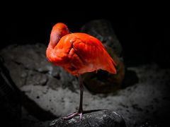 -海合安武汉极地海洋公园