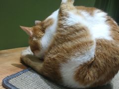 -猫亿天猫咖