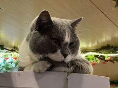 -猫小院猫主题咖啡厅(北锣店)