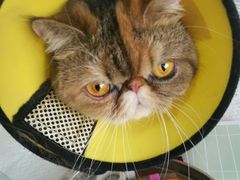 -瑞派福兴宠物医院犬猫全科·骨科·中西医结合(河东店)