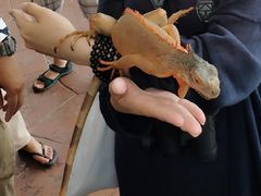 -清迈夜间动物园