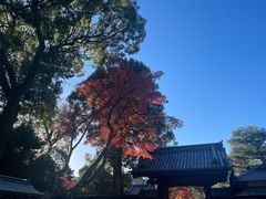 -豆政(金閣寺境内売店)