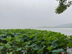 -杭州西湖柳莺里酒店