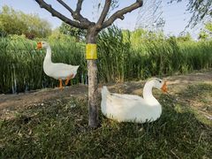 -永定河休闲森林公园