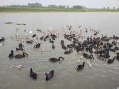 -池杉湖湿地公园