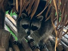 -辛玛王国游乐园