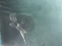 -广东惠东海龟国家级自然保护区