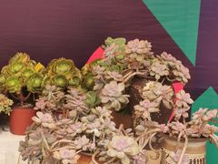 -重庆市江北嘴中央商务区中央公园