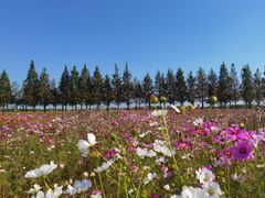 -嘉北郊野公园