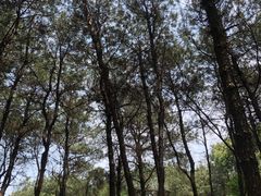 -铁山坪森林公园