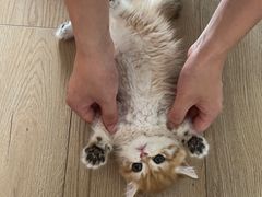 -老吴的猫·猫舍(新区店)
