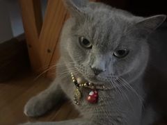 -lincat·猫舍(广州店)