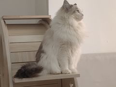 -鼓捣猫呢主题猫咖店