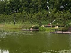 -合肥滨湖国家森林公园