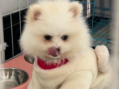 -安安宠医宠物医院·异宠·犬猫内科(岳阳分院)