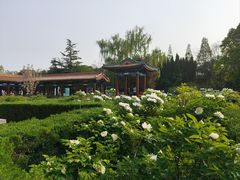 -洛阳国花园