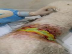 -瑞鹏瑞爱宠物医院·全科·猫科·血液透析中心(龙头寺店)