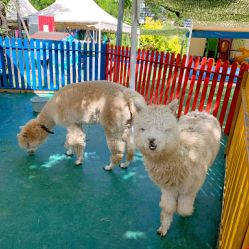 -萌宠亲子动物乐园(槐房万达店)