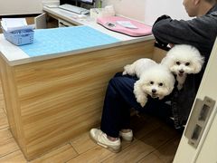 -瑞派·关忠动物医院猫科外科·异宠·24小时转诊中心(祥云店)