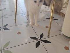 -喵喵咪呀布偶猫咖(春熙路店)