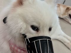 -共舞时光猫咖·狗咖(新街口店)