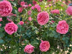 -双季花艺园艺市场(浦东店)