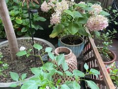 -阿莉餐厅(枣阳路店)