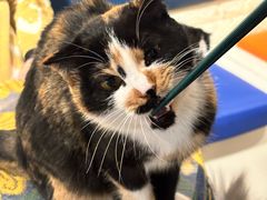 -平行世界·猫咖(首经贸店)