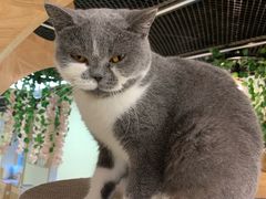 -猫和宫(六道口店)
