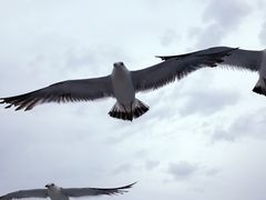-海驴岛(荣成市)