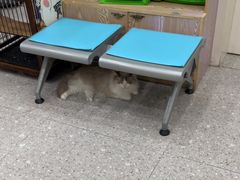 -四月宠物医院·猫专科·心脏专科·内科(转塘店)