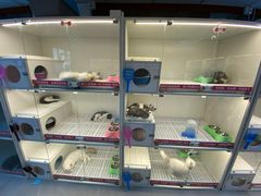 -lincat·猫舍(广州店)