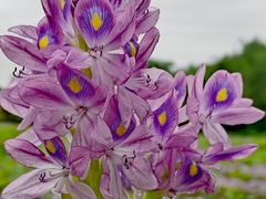 -白鹭湾湿地公园