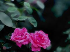 -国家植物园