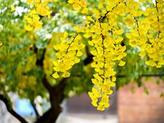 -香木香羊(小汤山店)