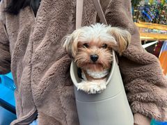 -BABIT巴比特宠物(MOMOPARK店)