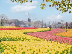 -荷兰花海