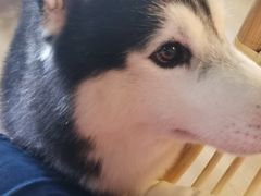-Husky Go! 哈士奇体验馆·宠物咖啡厅狗咖